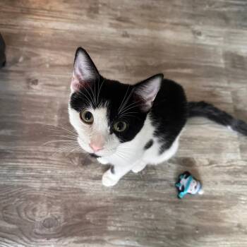 Puck -  Domestic Short Hair Cat for Adoption in Greensburg, Pennsylvania - Puck | PetCurious