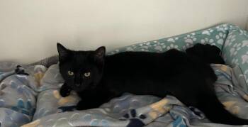 Domestic Short Hair Cats Available for Adoption - Cedar | PetCurious