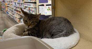 Chai Julian -  Domestic Short Hair Cat for Adoption in Stowe, Pennsylvania - Chai Julian | PetCurious