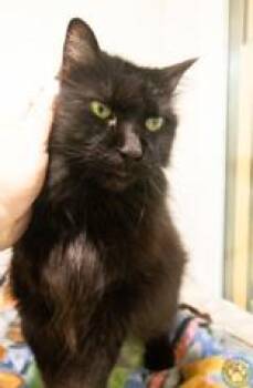 Zack -  Domestic Long Hair Cat for Adoption in Potsdam, New York - Zack | PetCurious