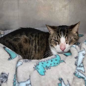 Cujo -  Domestic Short Hair Cat for Adoption in San Jacinto, California - Cujo | PetCurious