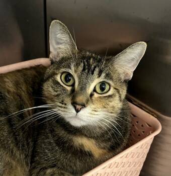 Rescue Domestic Short Hair Cats for Adoption in Golden, Colorado - Duchess | PetCurious