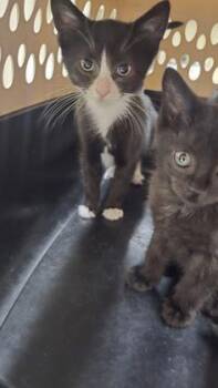 Macaroon (B+W) -  Domestic Short Hair Cat for Adoption in Schenectady, New York - Macaroon (B+W) | PetCurious