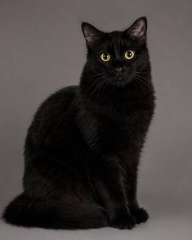 Domestic Short Hair Cats Available for Adoption in Miami, Florida - Jet Blue | PetCurious