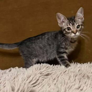 Momo -  Domestic Short Hair Cat for Adoption in Madison, Wisconsin - Momo | PetCurious
