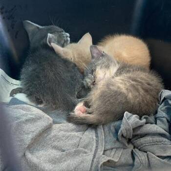 Neo -  Domestic Short Hair Cat for Adoption in Long Beach, California - Neo | PetCurious