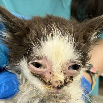 Miko -  Domestic Medium Hair Cat for Adoption in Las Cruces, New Mexico - Miko | PetCurious