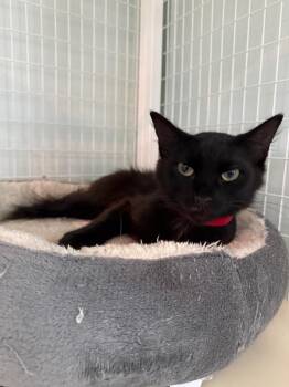 Widget -  Domestic Short Hair Cat for Adoption in Kingsland, Georgia - Widget | PetCurious