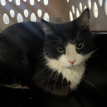 Magpie -  Domestic Short Hair Cat for Adoption in Oak Park, Illinois - Magpie | PetCurious