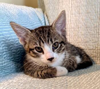 Cooper -  Domestic Short Hair Cat for Adoption in New York, New York - Cooper | PetCurious