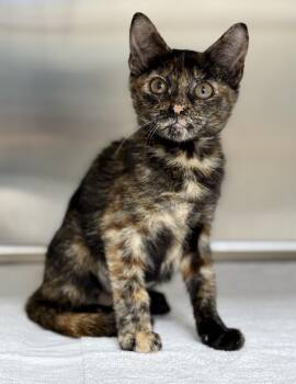 Charity -  Domestic Short Hair Cat for Adoption in Pawleys Island, South Carolina - Charity | PetCurious