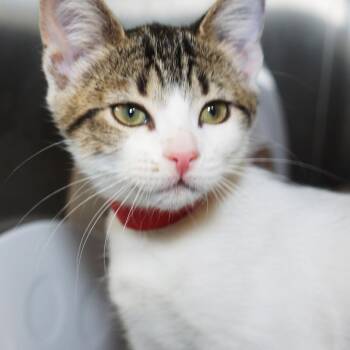 Ibis -  Domestic Short Hair Cat for Adoption in West Palm Beach, Florida - Ibis | PetCurious