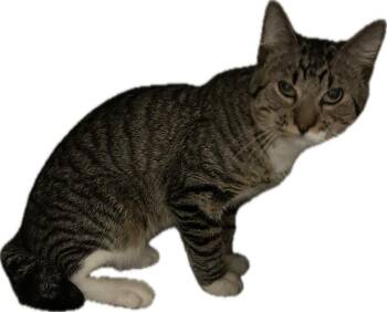 Dagwood -  Domestic Short Hair Cat for Adoption in Mason City, Iowa - Dagwood | PetCurious