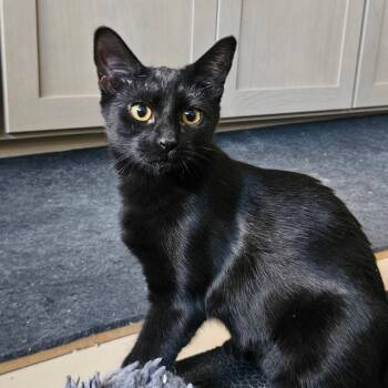 Eleanor -  Domestic Short Hair Cat for Adoption in Santa Ana, California - Eleanor | PetCurious