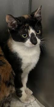 Rescue Domestic Short Hair Cats for Adoption in Sunnyvale, Texas - Spice | PetCurious