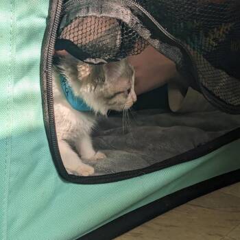Alpha -  Domestic Short Hair Cat Available for Adoption in Madison, Wisconsin - Alpha | PetCurious