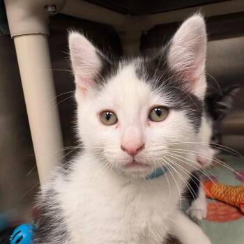 Fluffer Nutter -  Domestic Short Hair Cat for Adoption in Keizer, Oregon - Fluffer Nutter | PetCurious