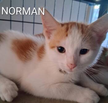 Norman -  Domestic Short Hair Cat for Adoption in Redondo Beach, California - Norman | PetCurious