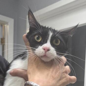 Rescue Domestic Short Hair Cats for Adoption in Fort Bragg, California - Dolly | PetCurious