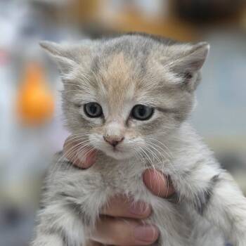 Ham -  Domestic Short Hair Cat for Adoption in Buellton, California - Ham | PetCurious