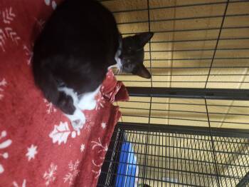 Fern -  Domestic Short Hair Cat for Adoption in Charleston, South Carolina - Fern | PetCurious