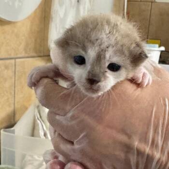 Picasso -  Domestic Short Hair Cat for Adoption in Eureka Springs, Arkansas - Picasso | PetCurious