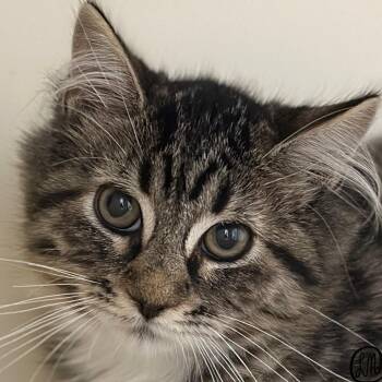 Armadillo -  Domestic Long Hair Cat for Adoption in Victor, New York - Armadillo | PetCurious