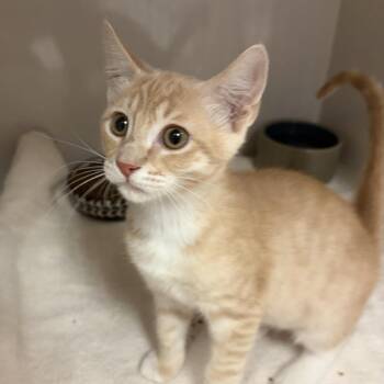 Jack -  Domestic Short Hair Cat for Adoption in Redwood City, California - Jack | PetCurious