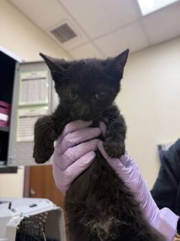 Rescue Domestic Short Hair Cats for Adoption in West Chester, Pennsylvania - Thistle | PetCurious