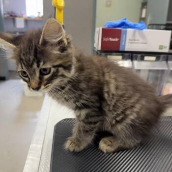 Breeze -  Domestic Short Hair Cat for Adoption in Spokane, Washington - Breeze | PetCurious