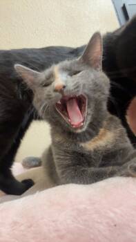 Rava Katze -  Domestic Short Hair and Dilute Calico Cat for Adoption in Chandler, Arizona - Rava Katze | PetCurious