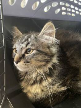 Domestic Medium Hair Cats Available for Adoption - Bridgerton Kittens (Daphne) | PetCurious