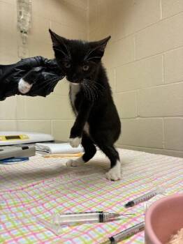 Kellogs -  Domestic Short Hair Cat for Adoption in Cincinnati, Ohio - Kellogs | PetCurious