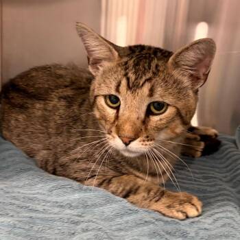 Dandy Lion -  Domestic Short Hair Cat for Adoption in Scituate, Massachusetts - Dandy Lion | PetCurious