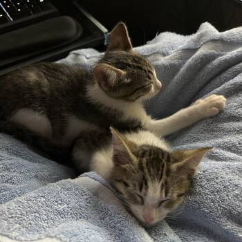 Domestic Short Hair Cats Available for Adoption in Prosper, Texas - Alex C007558 | PetCurious