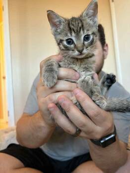 Rescue Domestic Short Hair Cats for Adoption in Virginia Beach, Virginia - Blaze | PetCurious