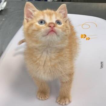 Domestic Medium Hair Cats Available for Adoption in Bentonville, Arkansas - Slush | PetCurious
