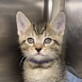 Tim Drake -  Domestic Short Hair Cat for Adoption in Palm Springs, California - Tim Drake | PetCurious