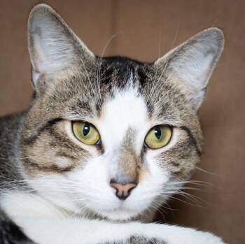 Domestic Medium Hair Cats Available for Adoption in Boston, Massachusetts - DWIBLY | PetCurious