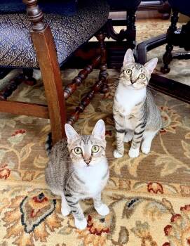 Dave -  Domestic Short Hair Cat for Adoption in South Pasadena, California - Dave | PetCurious