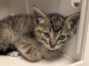 CLARA -  Domestic Short Hair Cat for Adoption in Ontario, California - CLARA | PetCurious