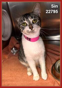 SIN (see also COOKIE and CHITA) -  Domestic Short Hair and Tabby Cat for Adoption in Marietta, Georgia - SIN (see Also COOKIE And CHITA) | PetCurious