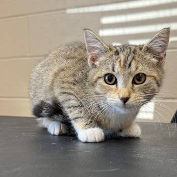 Rescue Domestic Short Hair Cats for Adoption in Jacksboro, Tennessee - Ramona | PetCurious