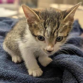 Pebbles -  Domestic Short Hair Cat for Adoption in Houston, Texas - Pebbles | PetCurious