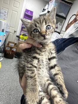 Rescue Domestic Short Hair Cats for Adoption in Pomona, New York - Enid | PetCurious