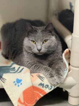 Chartreux Cats Available for Adoption in Boise, Idaho - Calpurnia | PetCurious