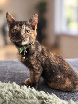Pizza -  Tortoiseshell and Domestic Short Hair Cat for Adoption in Skyline, Minnesota - Pizza | PetCurious
