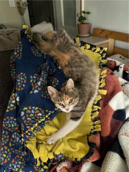 Domestic Short Hair Cats Available for Adoption in Champaign, Illinois - Coral | PetCurious