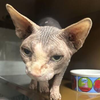 Sphynx Hairless Cat Cats Available for Adoption - GENESIS | PetCurious