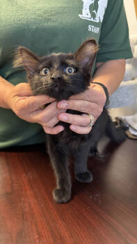Rescue Domestic Medium Hair Cats for Adoption in Ontario, California - Mario | PetCurious